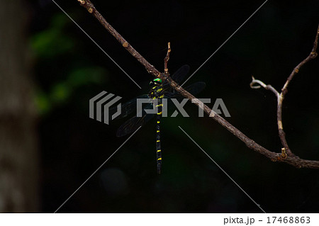 オニヤンマ オニヤンマ 17468863