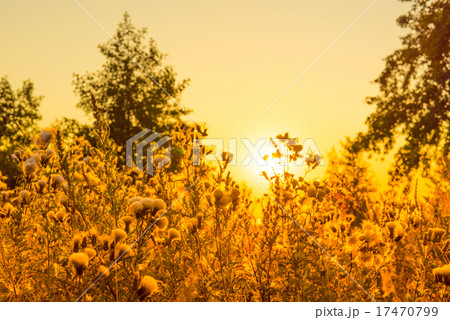 Thistle flowers in a sunrise 17470799