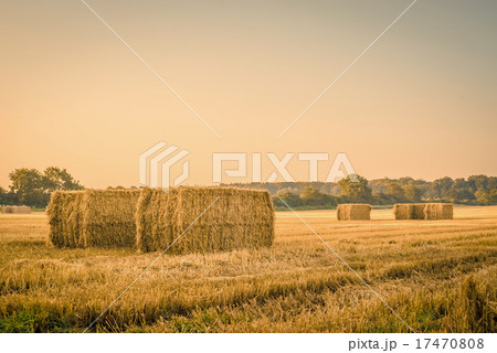Harvested straw bales on a countryside 17470808