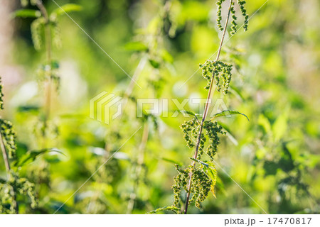 Nettles in the sun Nettles in the sun 17470817