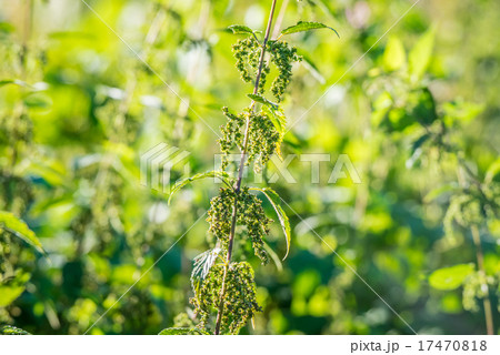 Wild nature with nettles herbs Wild nature with nettles herbs 17470818