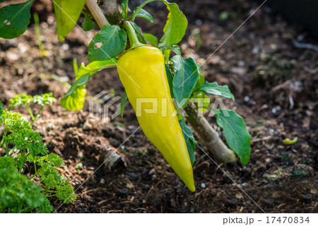 Spicy chili in green color 17470834