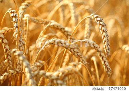 Wheat field 17471020