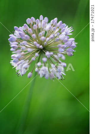Flowering Onion 17471021