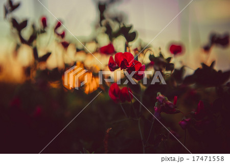 Red poppies and wheat spikes. Vintage background. Red poppies and wheat spikes. Vintage background. 17471558