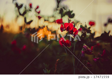 Red poppies and wheat spikes. Vintage background. Red poppies and wheat spikes. Vintage background. 17471559