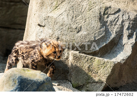 あんよは上手 ヨチヨチ歩きの写真素材 あんよは上手 ヨチヨチ歩きの写真素材