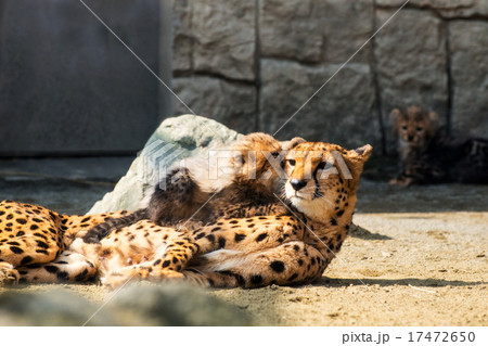 大好きなママ 17472650