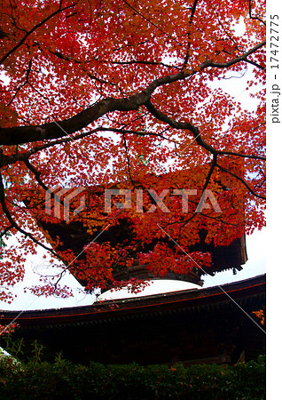 常寂光寺の紅葉 常寂光寺の紅葉 17472775
