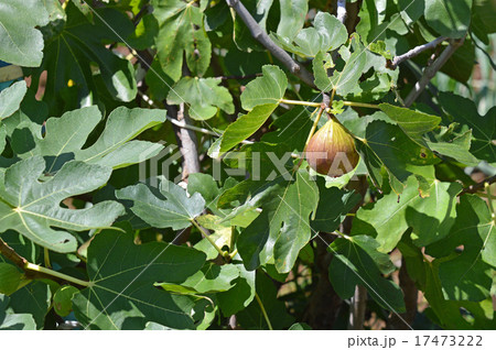 イチジク（無花果） 17473222