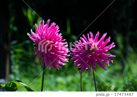 ピンクのダリア ピンクのダリア 17473497
