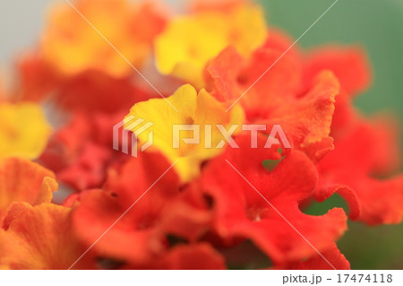 ランタナ(シチヘンゲ) 17474118