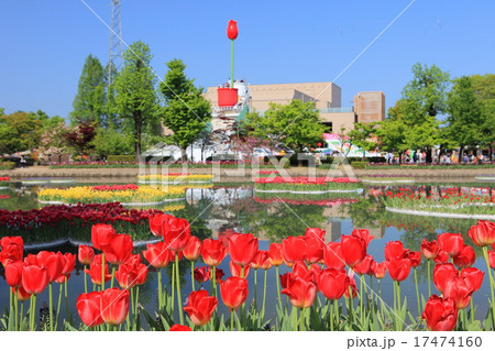砺波チューリップ公園 17474160