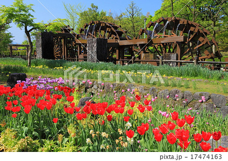 砺波チューリップ公園 砺波チューリップ公園 17474163
