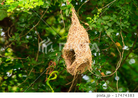 Skylark nests 17474383