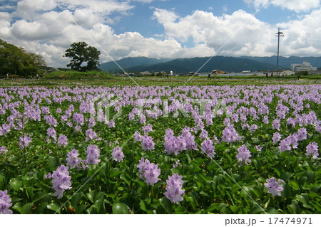 ホテイアオイ 17474971