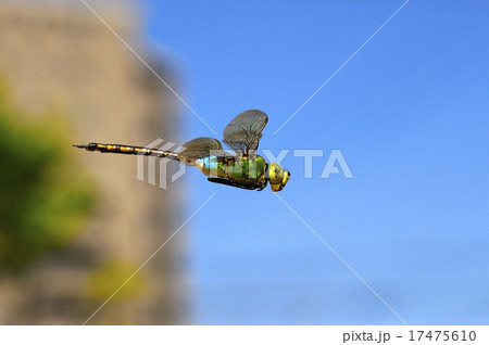 ギンヤンマの飛翔 ギンヤンマの飛翔 17475610