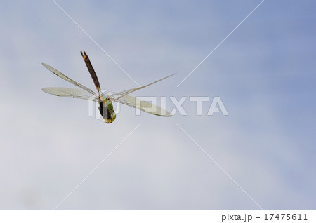 ギンヤンマの飛翔 ギンヤンマの飛翔 17475611