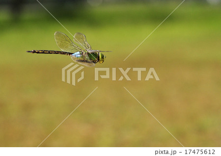 ギンヤンマの飛翔 ギンヤンマの飛翔 17475612