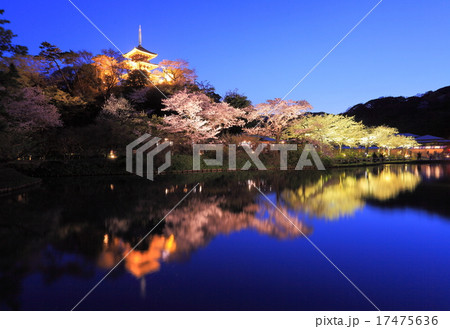 三溪園夜桜 17475636