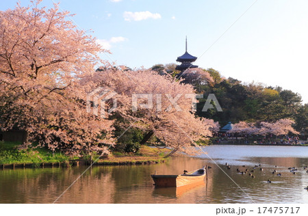 三溪園の桜 17475717