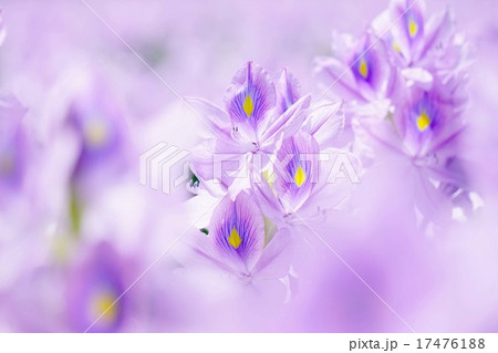 ホテイアオイ 17476188