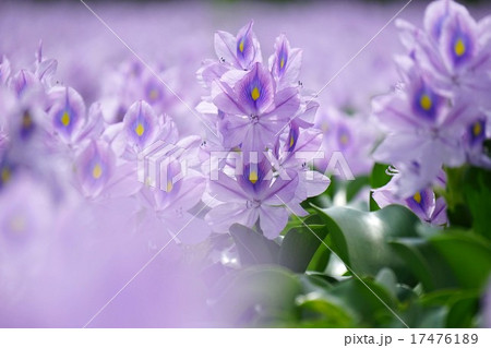 ホテイアオイ 17476189