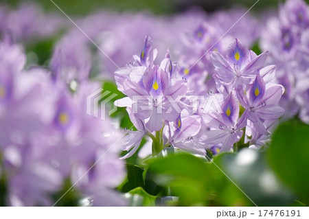 ホテイアオイ ホテイアオイ 17476191