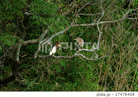 アカガシラサギ 17476408