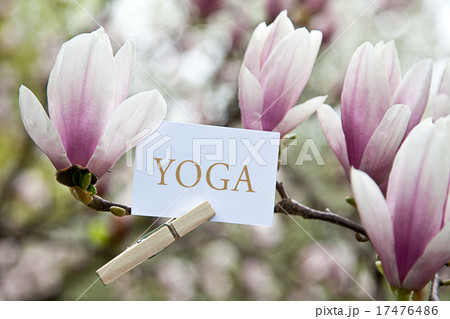 The Word „Yoga“ attached to a magnolia tree The Word „Yoga“ attached to a magnolia tree 17476486
