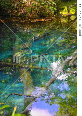 9月神の子池10摩周湖の伏流水 9月神の子池10摩周湖の伏流水 17477133
