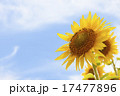 ひまわりの花 17477896