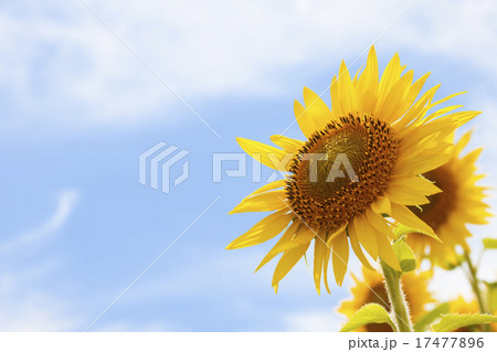 ひまわりの花 17477896