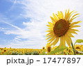 ひまわりの花 17477897
