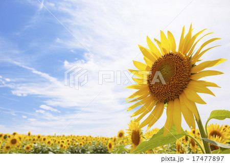 ひまわりの花 17477897