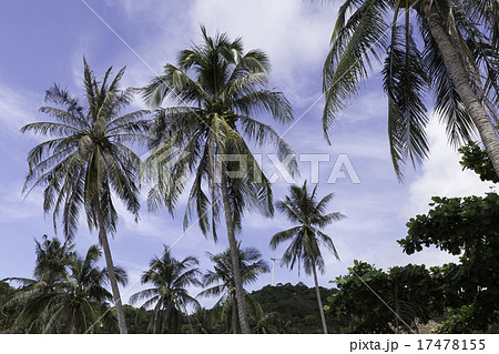 Palm tree / Aow Leuk Bay / タオ島 17478155