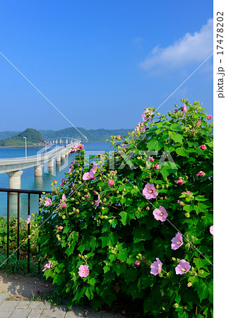 角島大橋 17478202