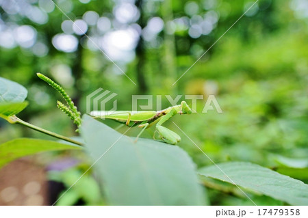 カマキリ 17479358