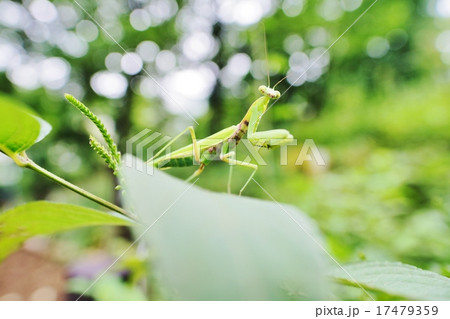 カマキリ 17479359
