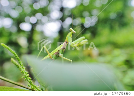 カマキリ 17479360