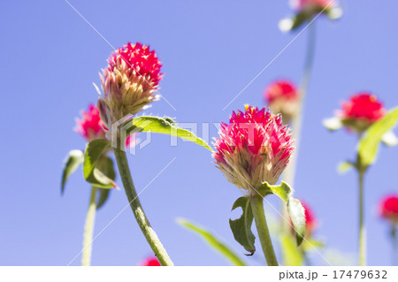 センニチコウ　ストロベリーフィールド 17479632