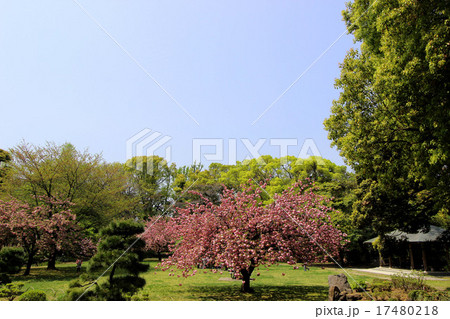 清澄庭園の桜 清澄庭園の桜 17480218