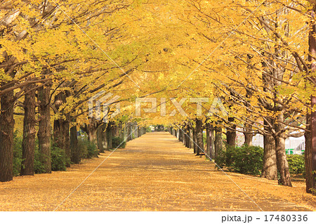 昭和記念公園の銀杏並木の写真素材