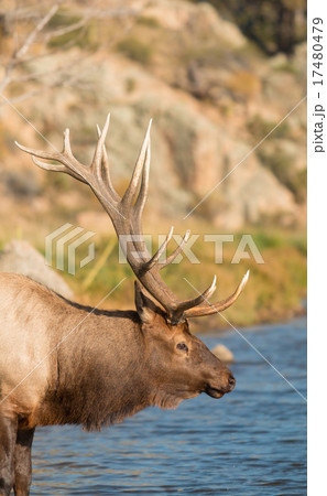 Bull Elk Portrait 17480479