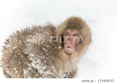 雪の中で元気なおさるの子 Japanese monkey cheerful in snow 17480635