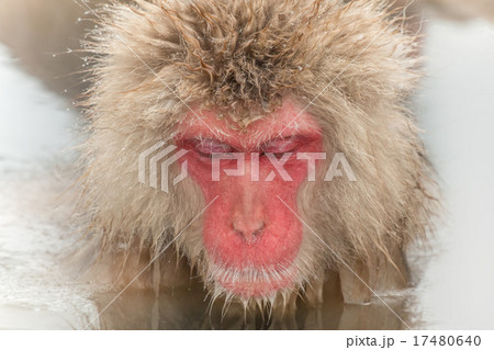 露天風呂のおさるさん monkeys enjoying an outdoor bath 17480640