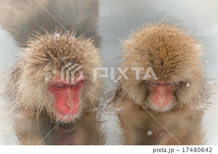 露天風呂のおさるさん monkeys enjoying an outdoor bath 17480642
