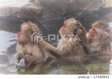 露天風呂のおさるさん monkeys enjoying an outdoor bath 17480643