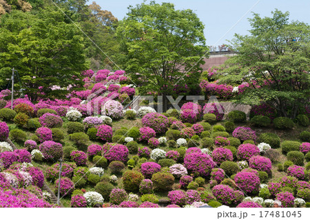 蹴上浄水場　ツツジ 17481045