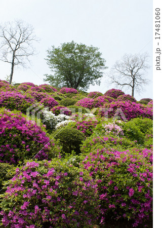 蹴上浄水場　ツツジ 17481060